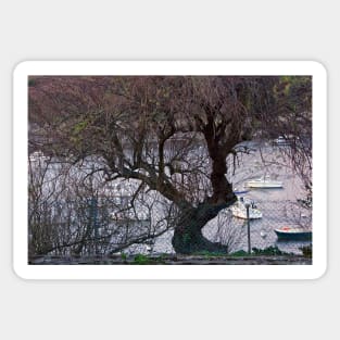 Le Conquet - L'arbre sur le port Sticker